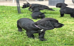 Cocker Spaniel dogs for sale: Ready Now 🐾 Champion bred working cocker boys  - Image 10