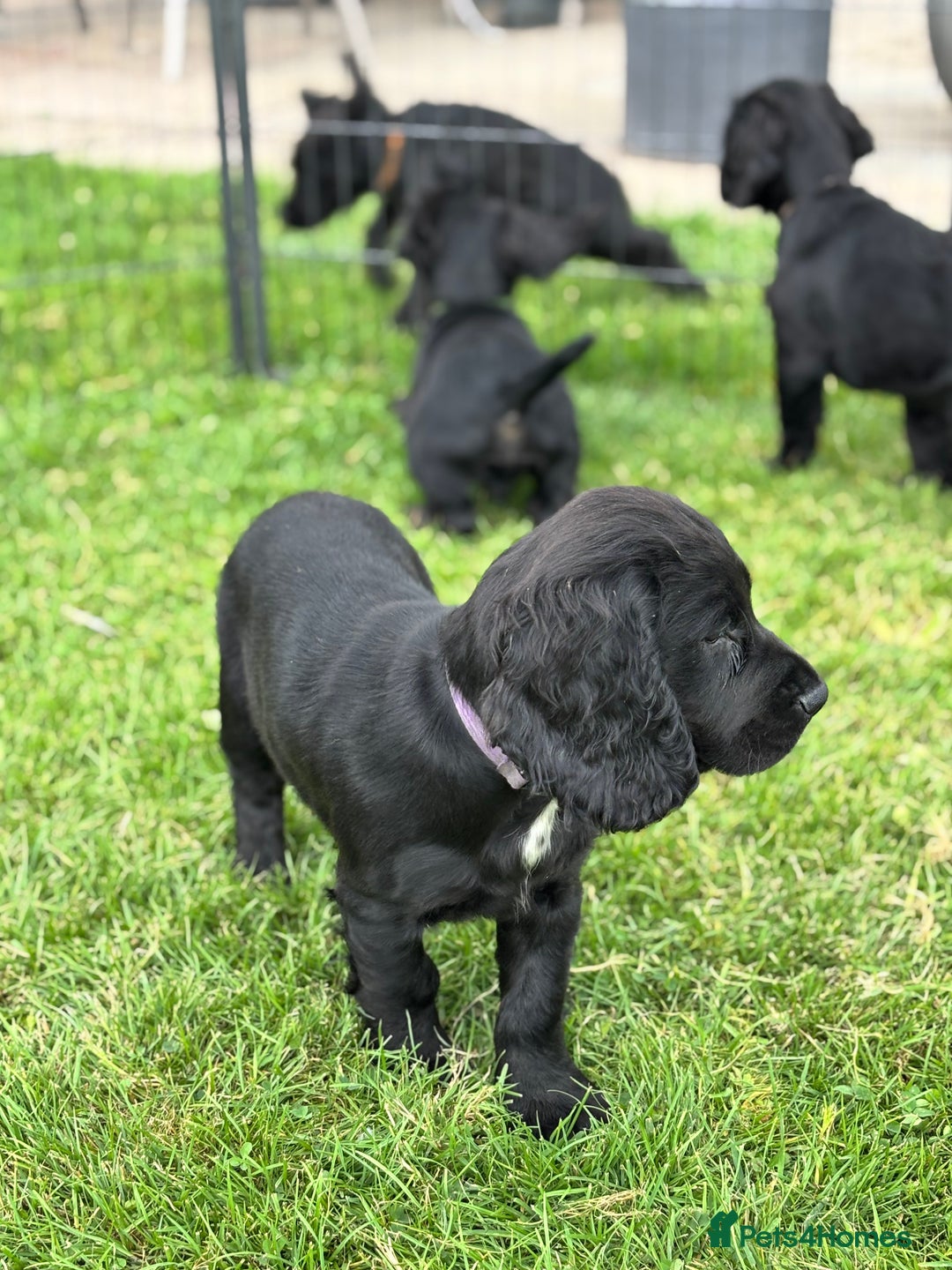 Cocker Spaniel dogs for sale: Ready Now 🐾 Champion bred working cocker boys  - Image 10