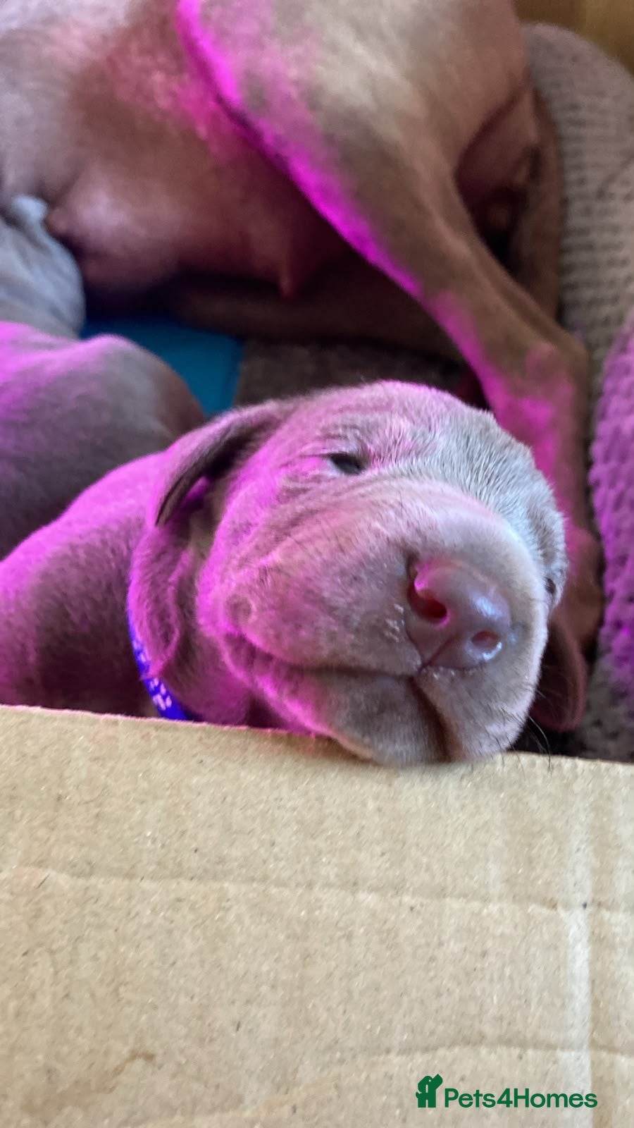 Mixed Breed dogs WEIM X DOBI CHAMPION BLOODLINE PUPS - Advert 8