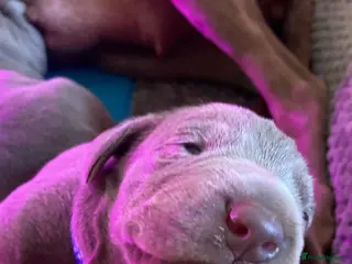 Mixed Breed dogs WEIM X DOBI CHAMPION BLOODLINE PUPS - Advert 8