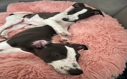 Whippet dogs for sale: KC Registered Whippet Puppies - Image 4