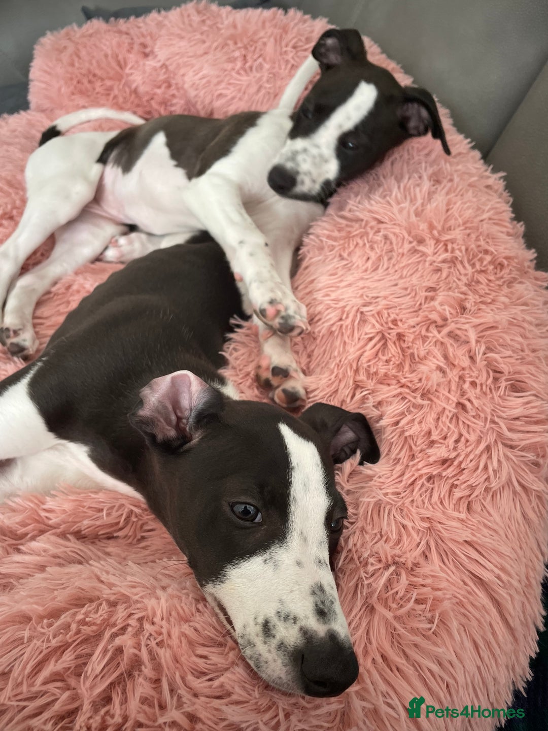 Whippet dogs for sale: KC Registered Whippet Puppies - Image 4