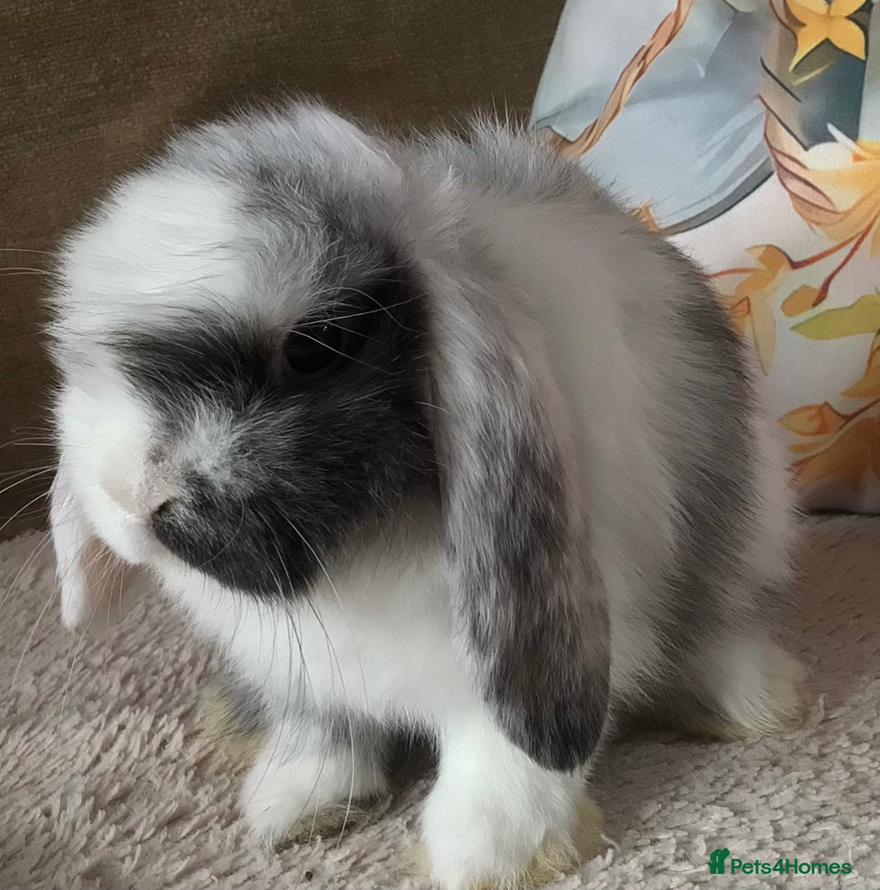 Mini Lop rabbits Mini lop buck - Advert 2