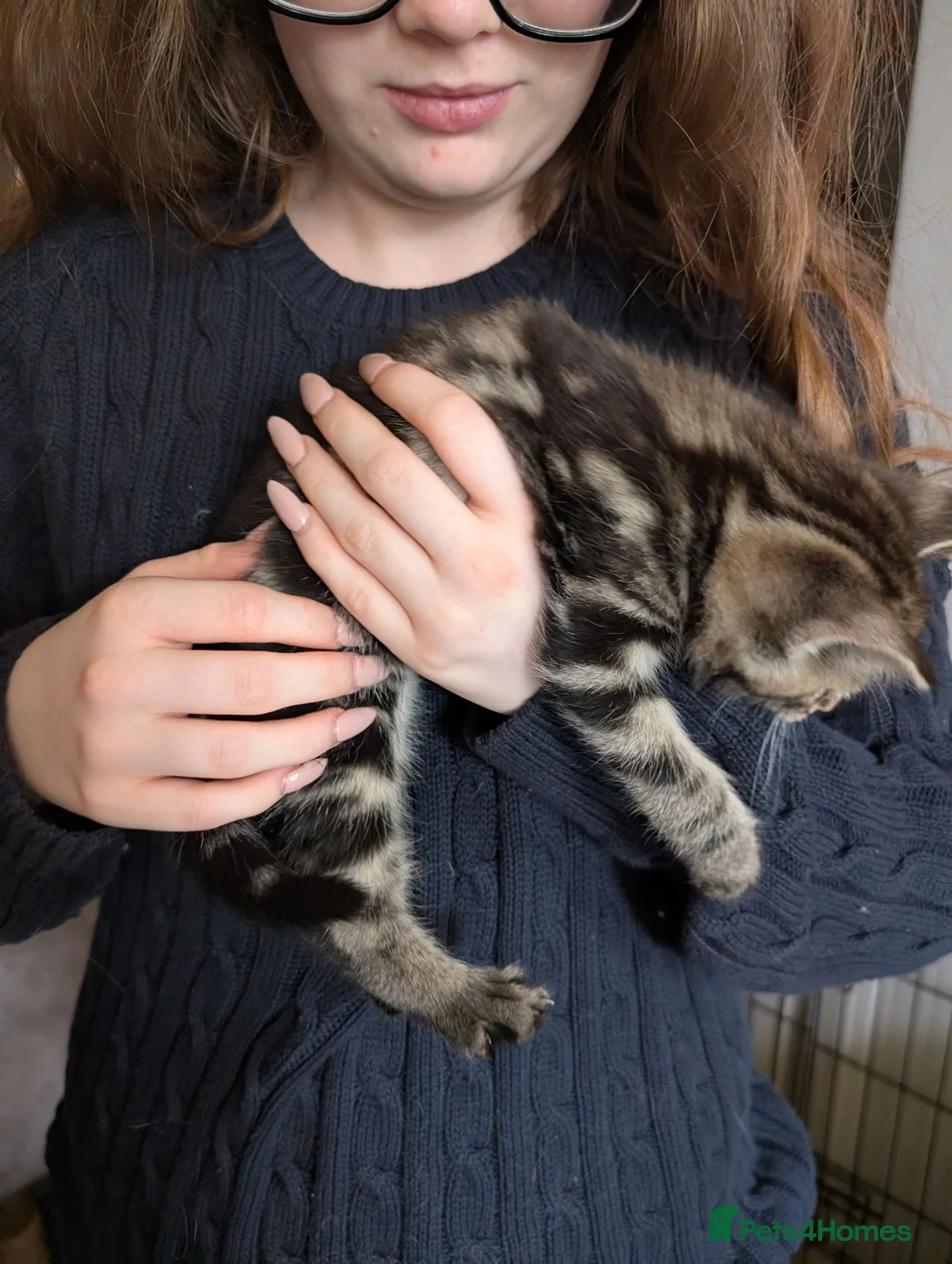 Mixed Breed cats for sale: Bi colour Ragdoll cross female kittens  in Sheffield - Advert 19