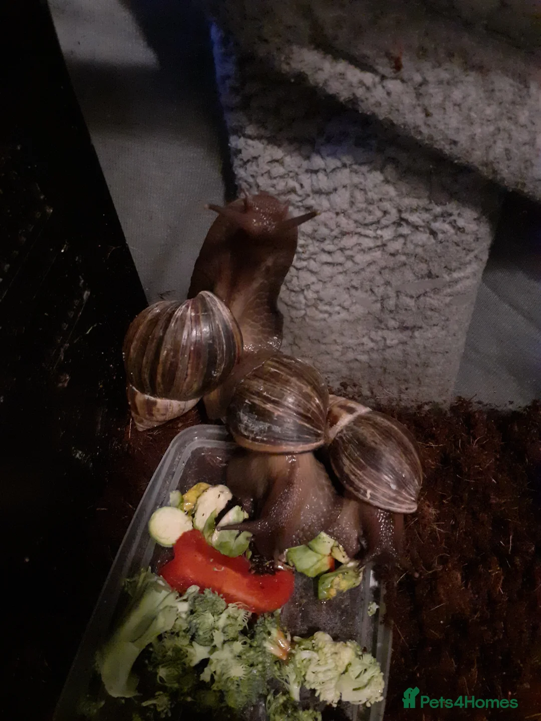 Snails invertebrates for sale: 🐌 Baby African Giant Land Snails for Sale 🐌 - Advert 5