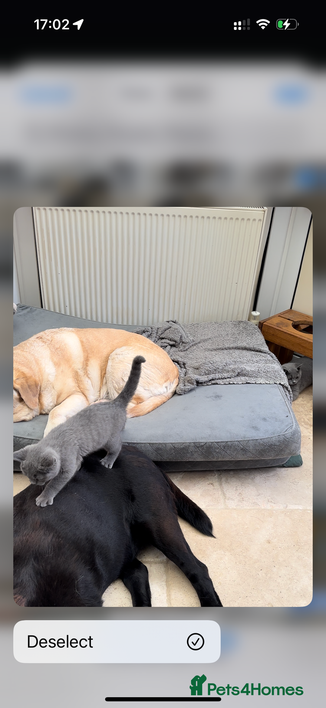 British Shorthair cats for sale: Blue British Shorthair registered Full Pedigree  - Image 23