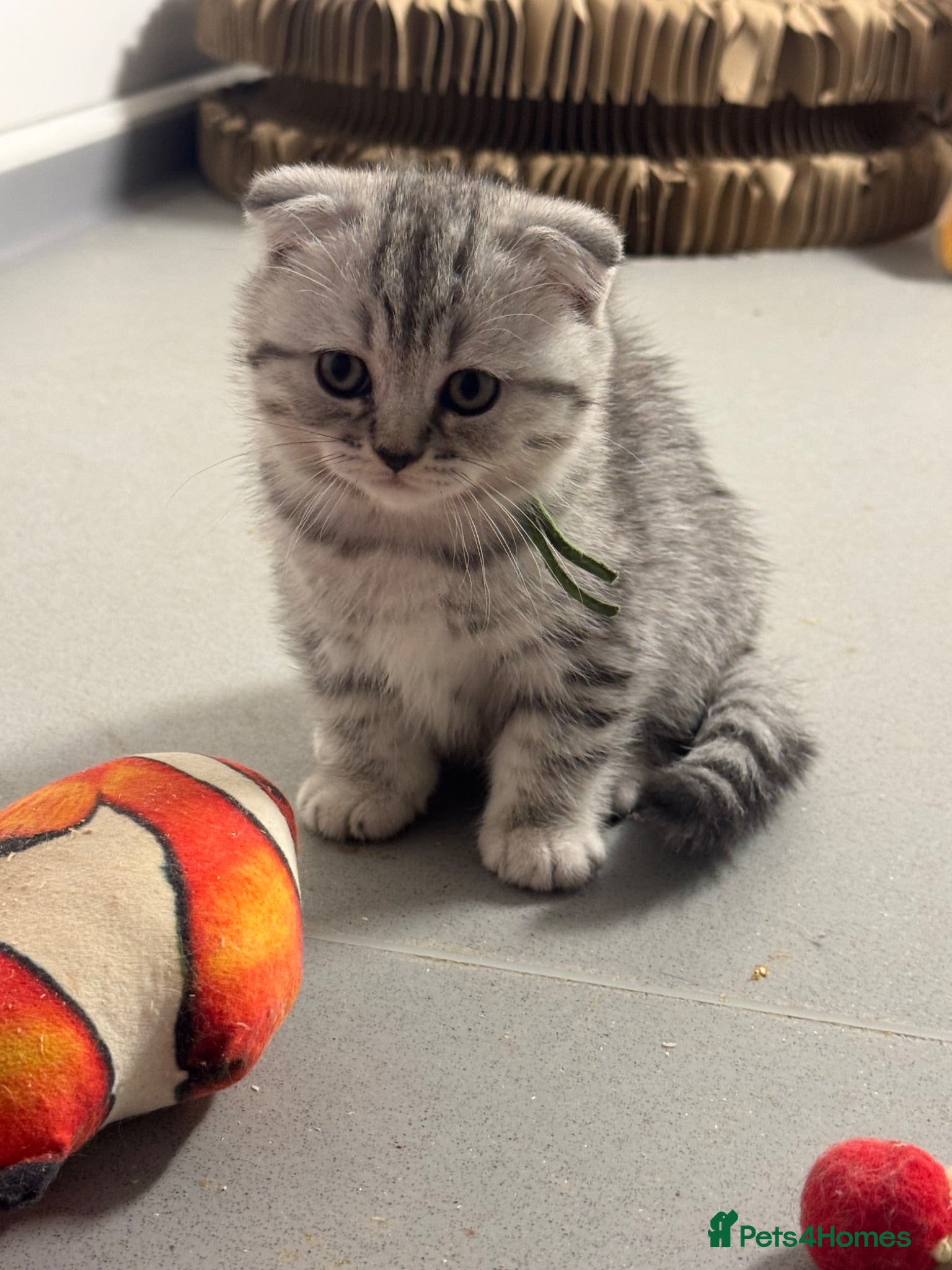 Scottish Fold cats Scottish fold READY for new loving home   - Advert 1