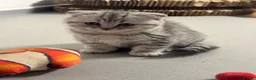 Scottish Fold cats for sale: Scottish fold girl with papers ready next week - Advert 4