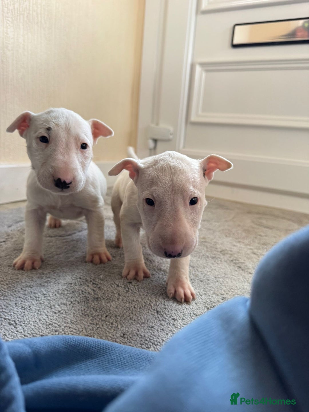 English Bull Terrier dogs for sale: 5* Stunning English Bull Terrier Pups  - Image 11