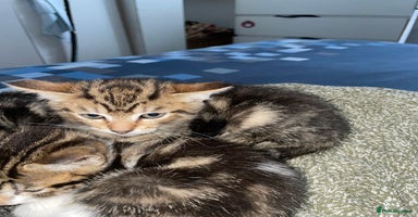 Domestic Shorthair cats 2 boys 1 female cats  - Advert 5