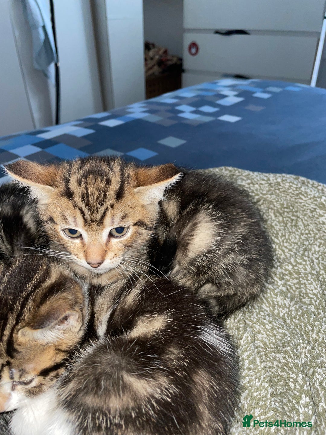 Domestic Shorthair cats for sale: 2 boys 1 female cats  - Advert 3