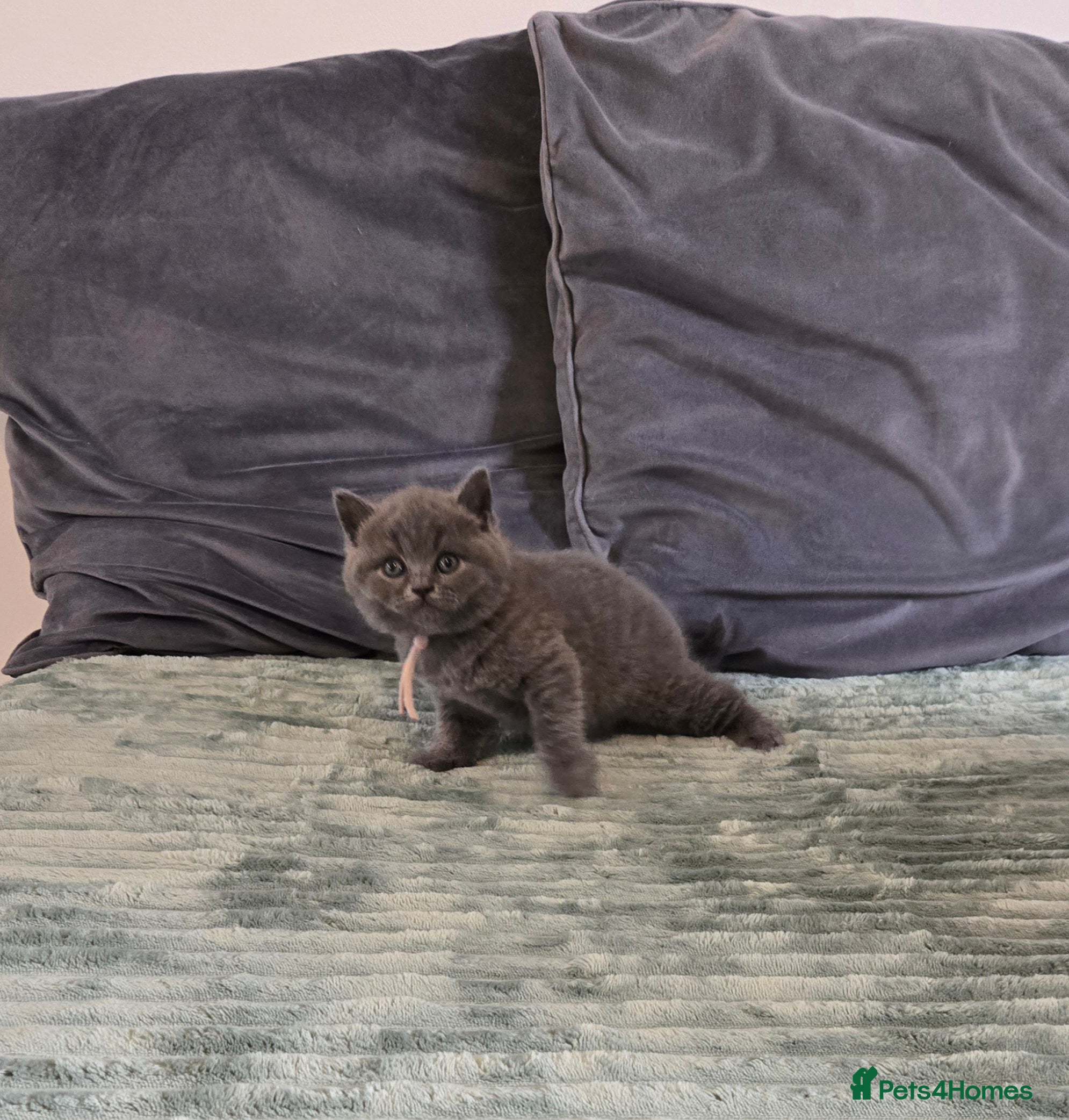 British Shorthair cats GCCF Registered Pedigree British Shorthair Kittens - Advert 2