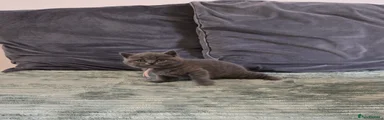 British Shorthair Kitten 5