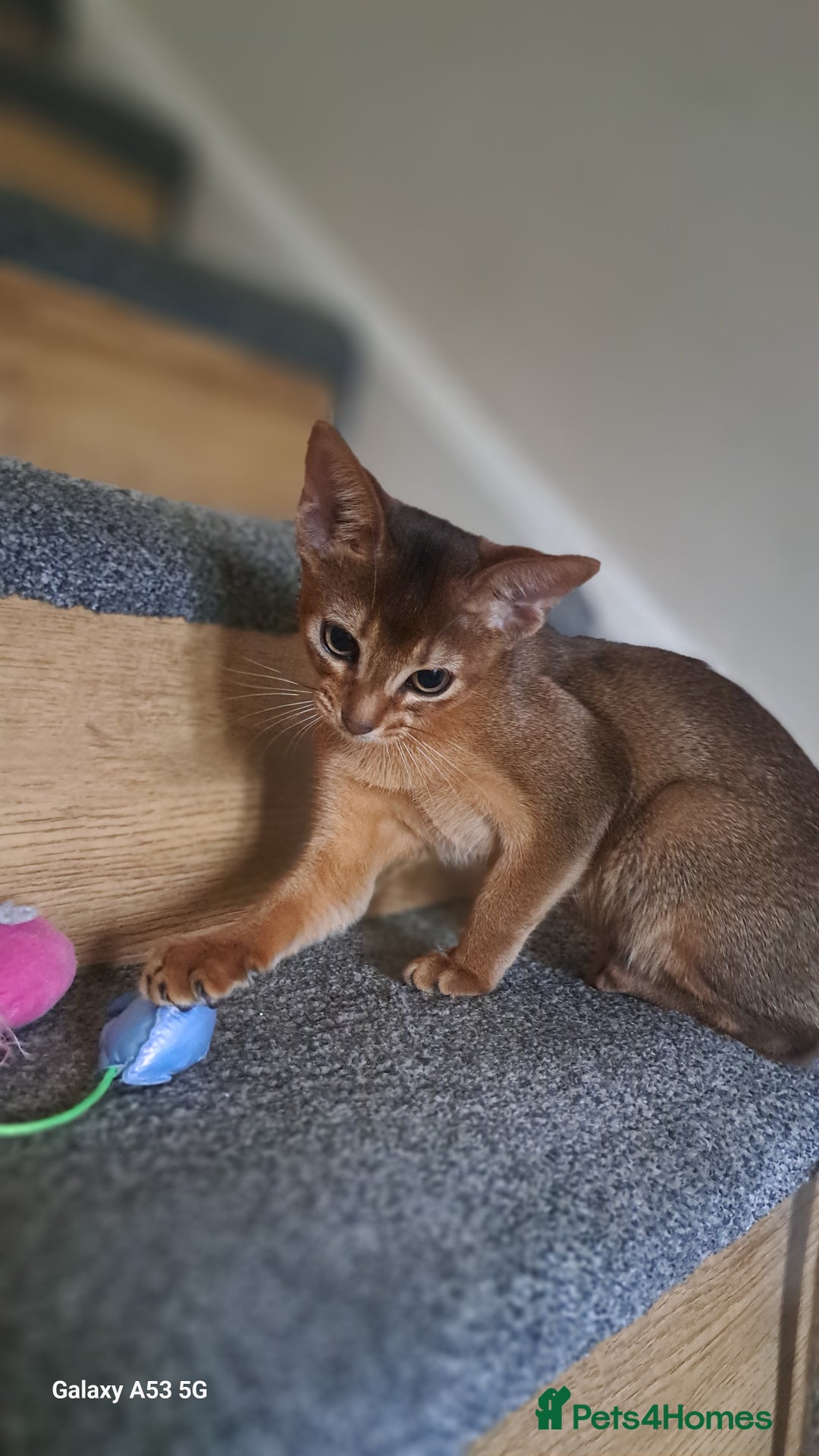 Abyssinian cats for sale: 5✨TICA Beautiful Abyssinian Kittens - Image 7