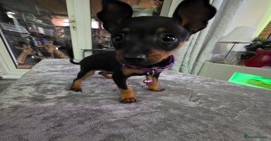 Miniature Pinscher dogs - Advert 2