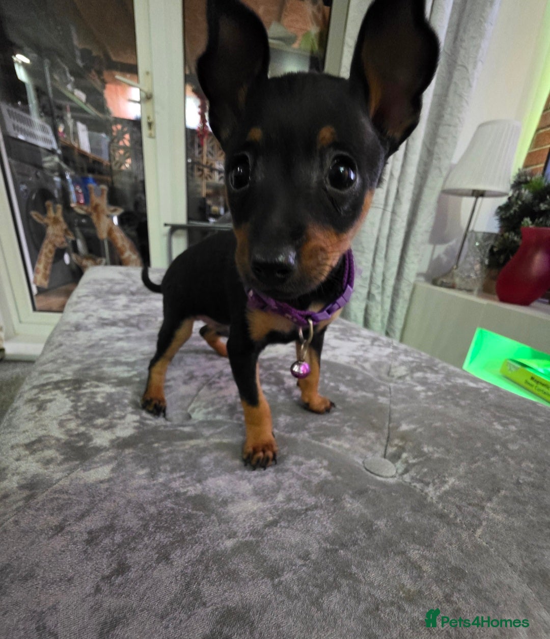 Miniature Pinscher dogs for sale: Beautiful miniature pinscher puppies  - Image 3