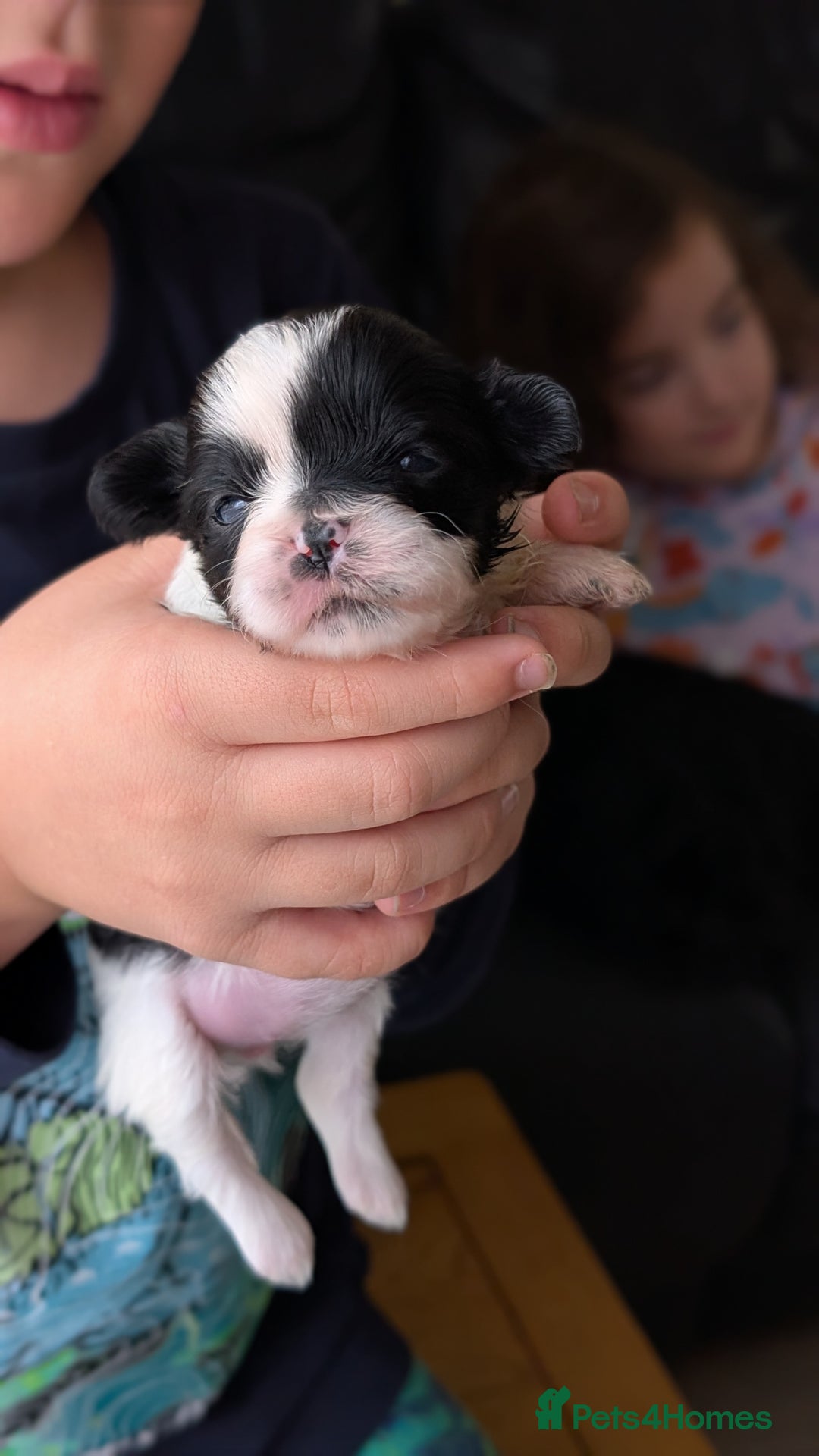 Shih Tzu dogs for sale: KC reg puppies LAST GIRL LEFT  - Advert 13