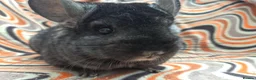 Chinchilla rodents for sale: Variety of chinchillas babys and adults - Advert 38