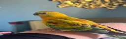 Parakeets birds for sale: Red rump parakeet in Wymondham - Advert 1
