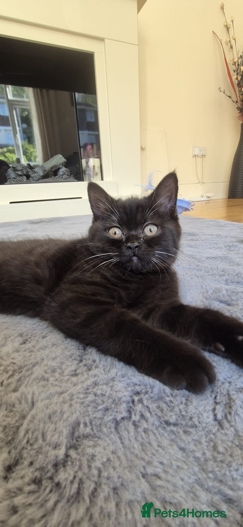 British Shorthair cats 🌟 British shorthair 🌟 - Advert 20