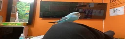 Budgerigars birds for sale: Hand-Tamed Budgerigar for sale in Oldham - Advert 12