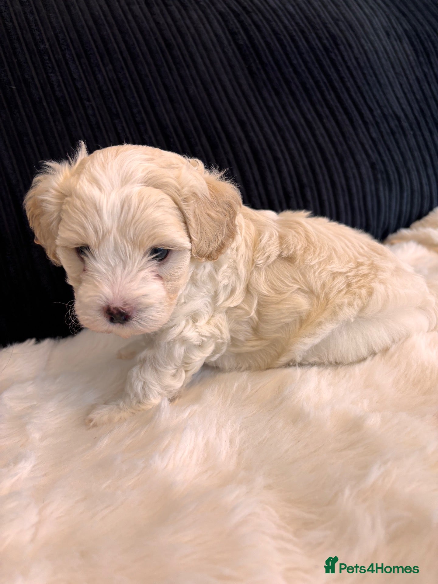 Maltipoo dogs Toy mailtipoos outstanding 1 boy 1 girl - Advert 1