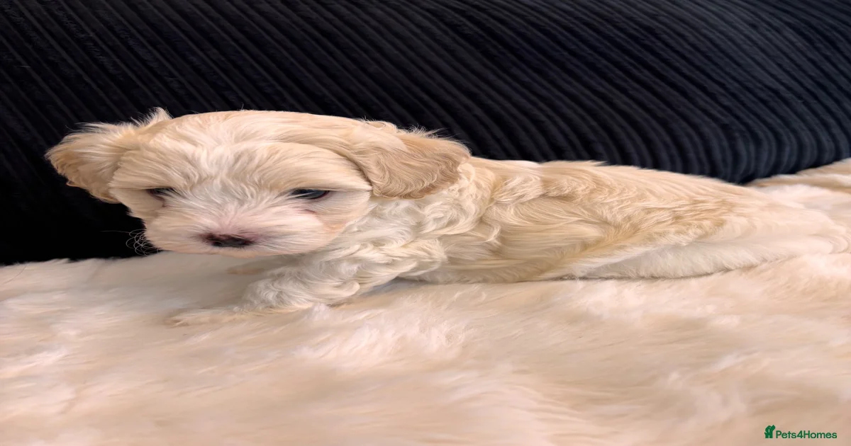 Maltipoo Puppies for sale in England | Pets4Homes