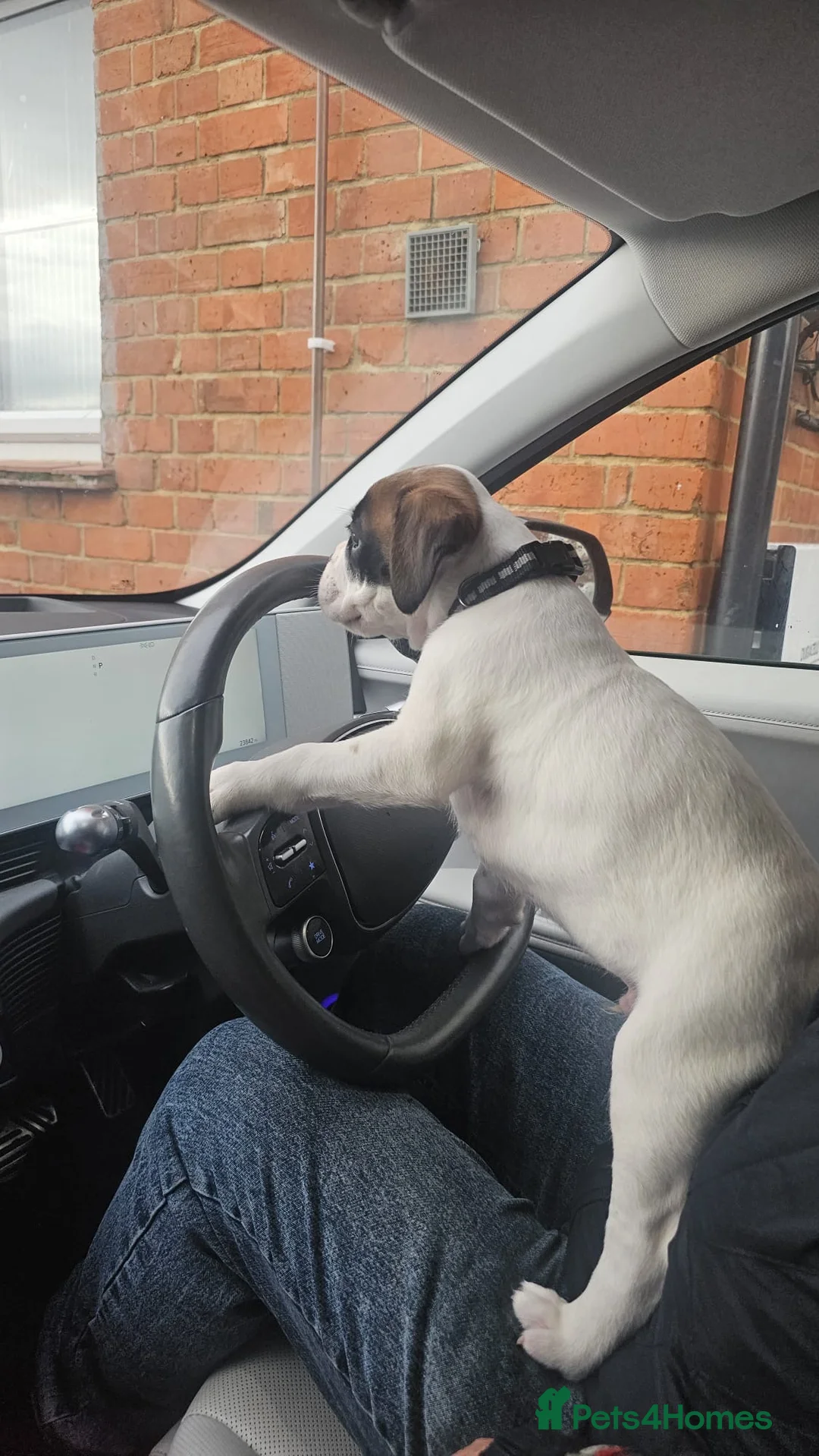 Boxer dogs for sale: Stunning White boy. - Advert 30