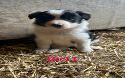 Border Collie dogs for sale: Beautiful border collie puppies for sale  - Image 9
