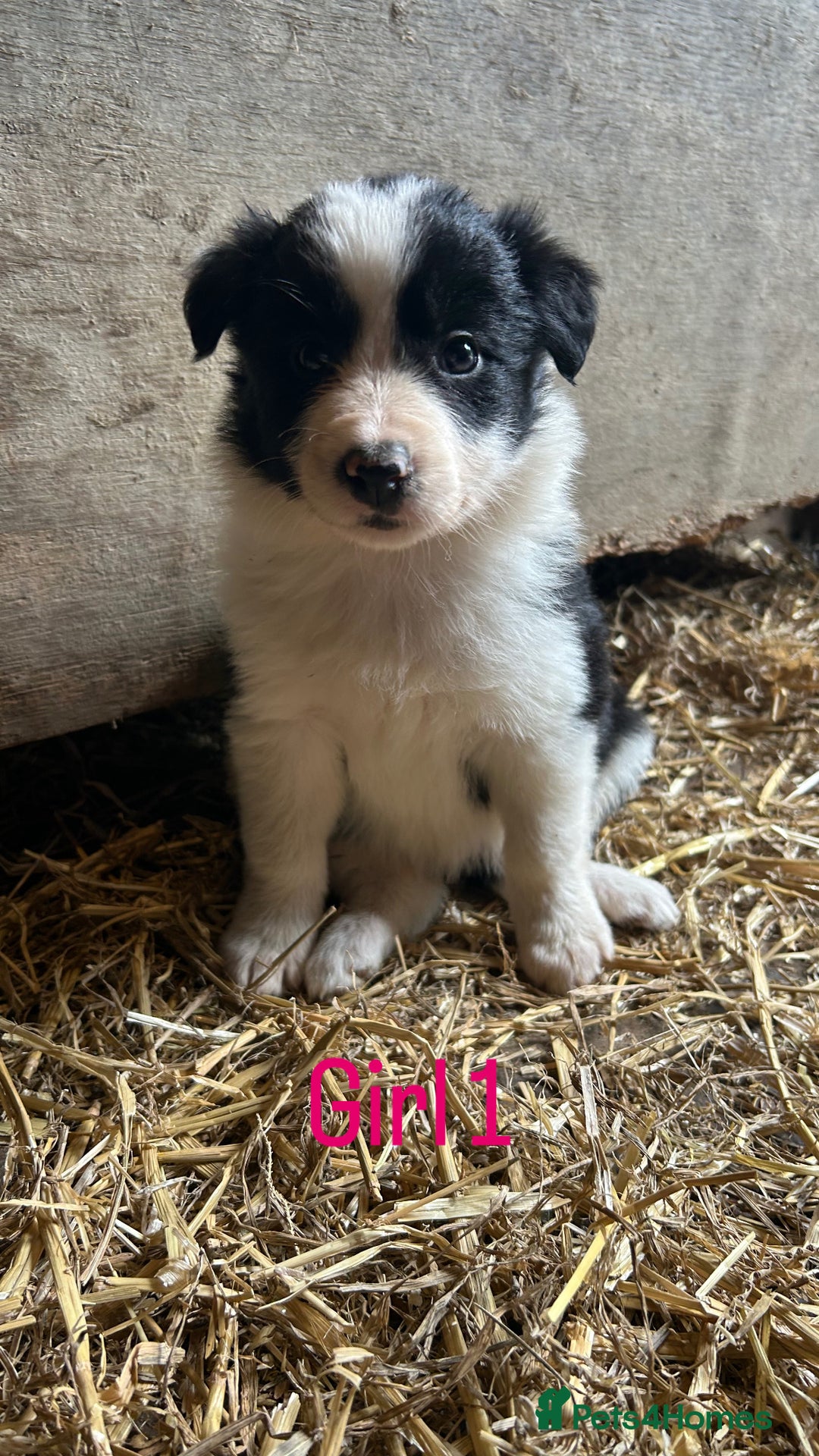 Border Collie dogs for sale: Beautiful border collie puppies for sale  - Image 9