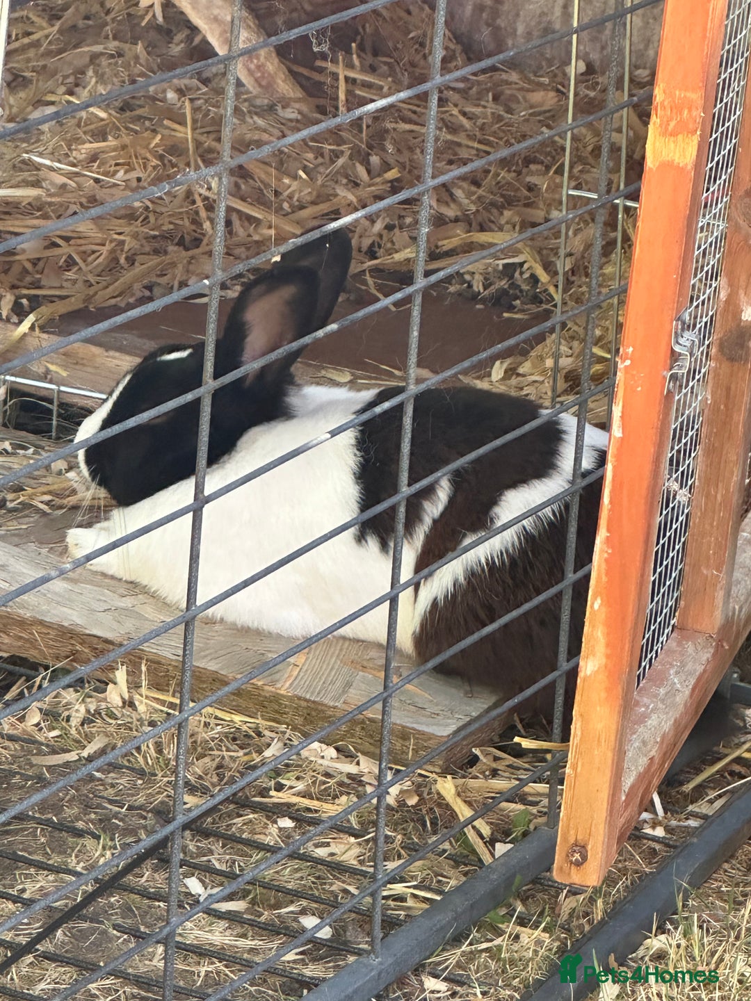 Mixed Breed rabbits for sale: Rex cross giant male  - Advert 2