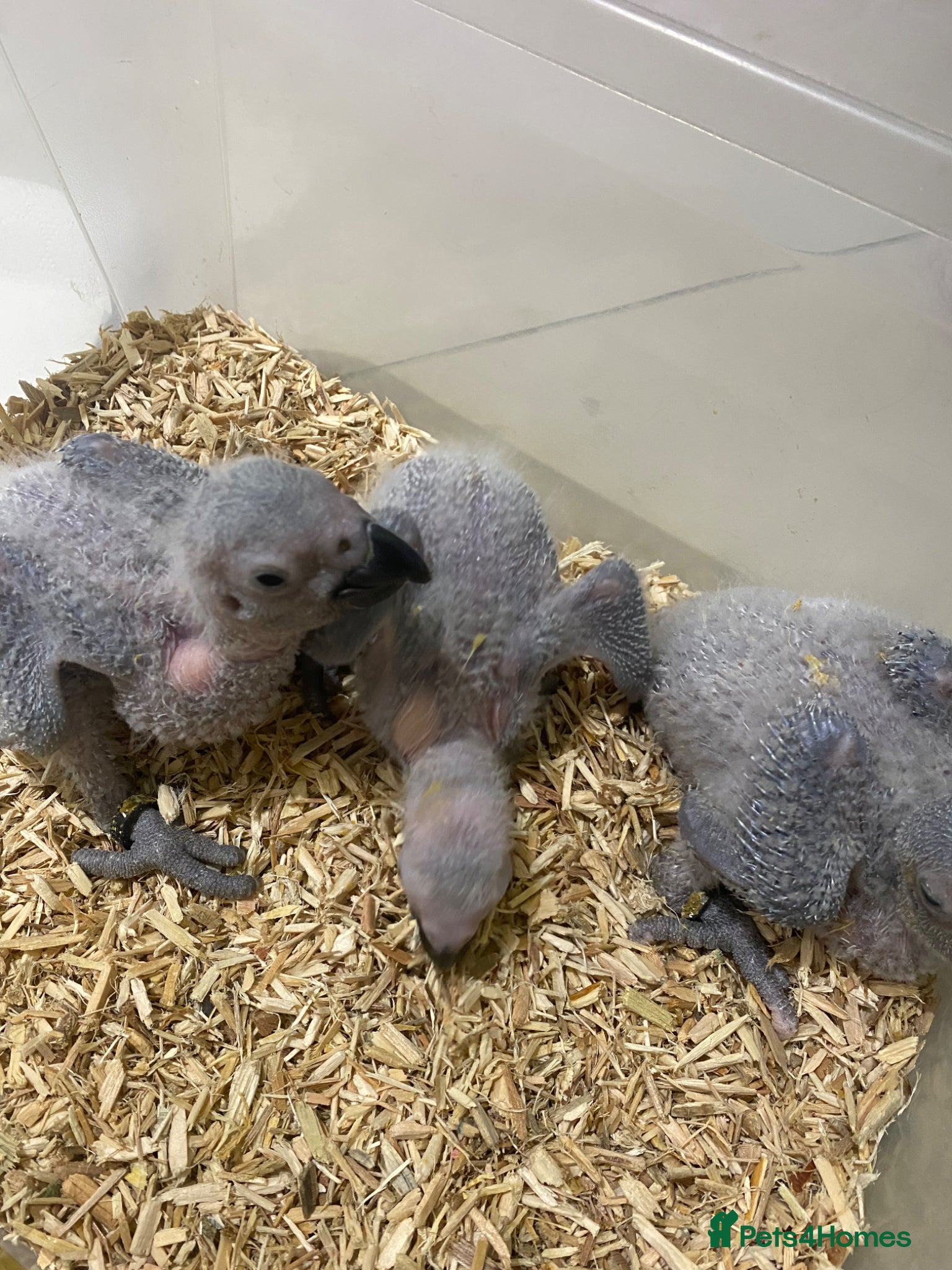 Parrots birds for sale:  Super cuddly baby African Greys 2 MALES LEFT  - Advert 2
