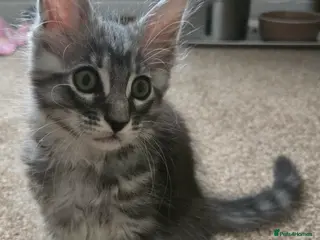 Maine Coon cats 3 Maine Coon kittens. - Advert 5