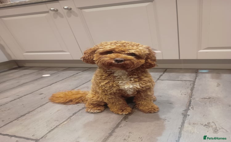 Cavapoo dogs - Advert 14