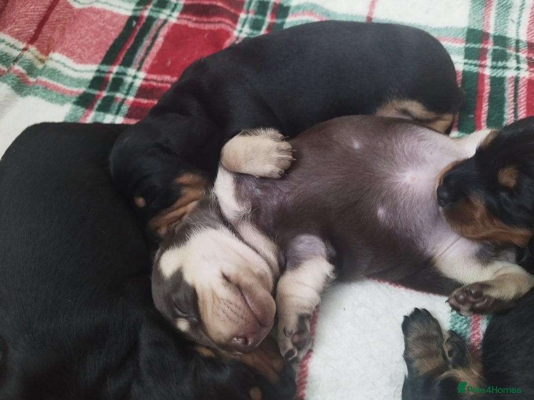 Dachshund dogs for sale: MINIATURE Mini DACHSHUND  - Advert 13