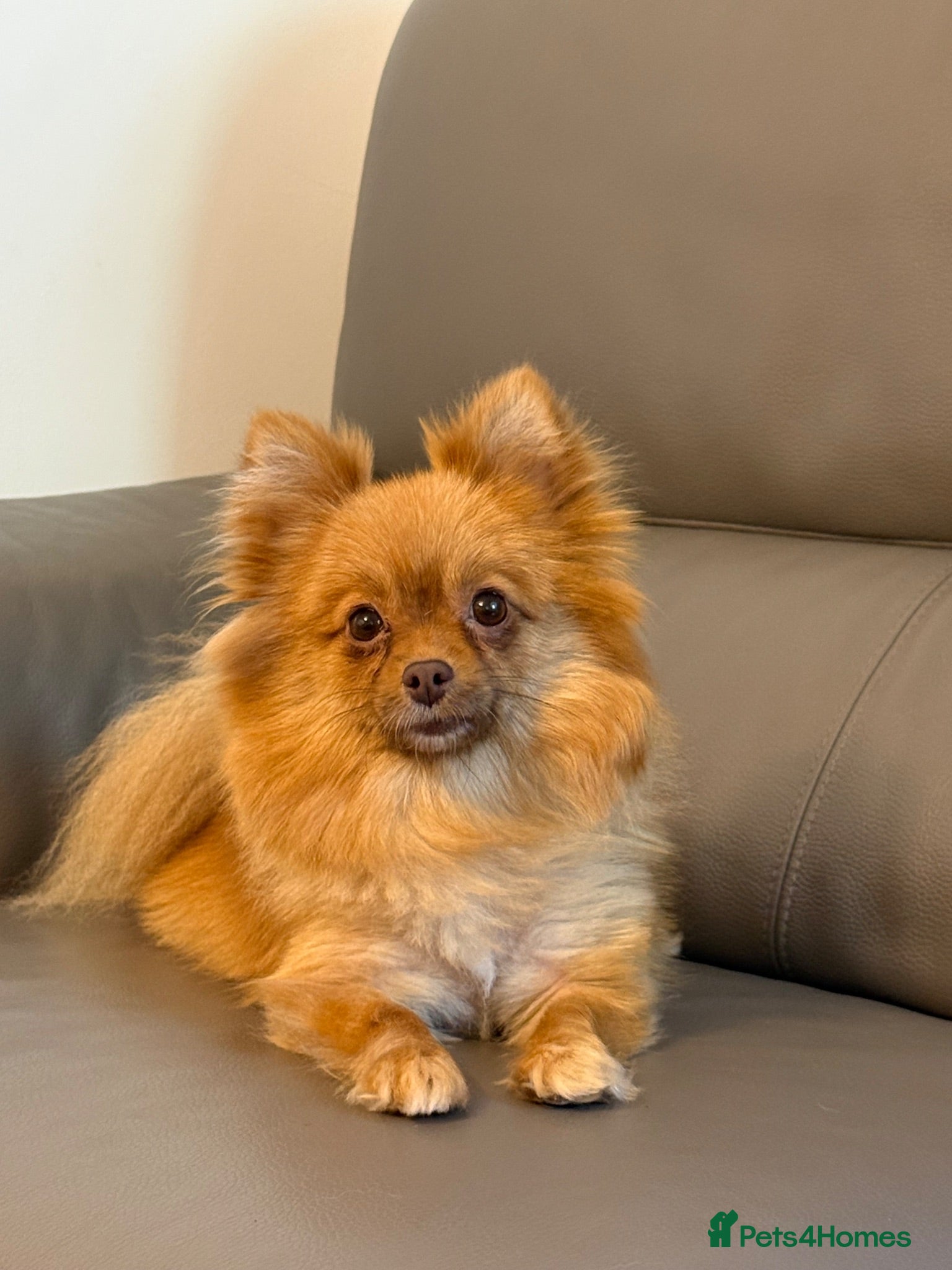 Pomeranian dogs 2-Year-Old Female Pomeranian (Not Spayed / Intact) - Advert 11