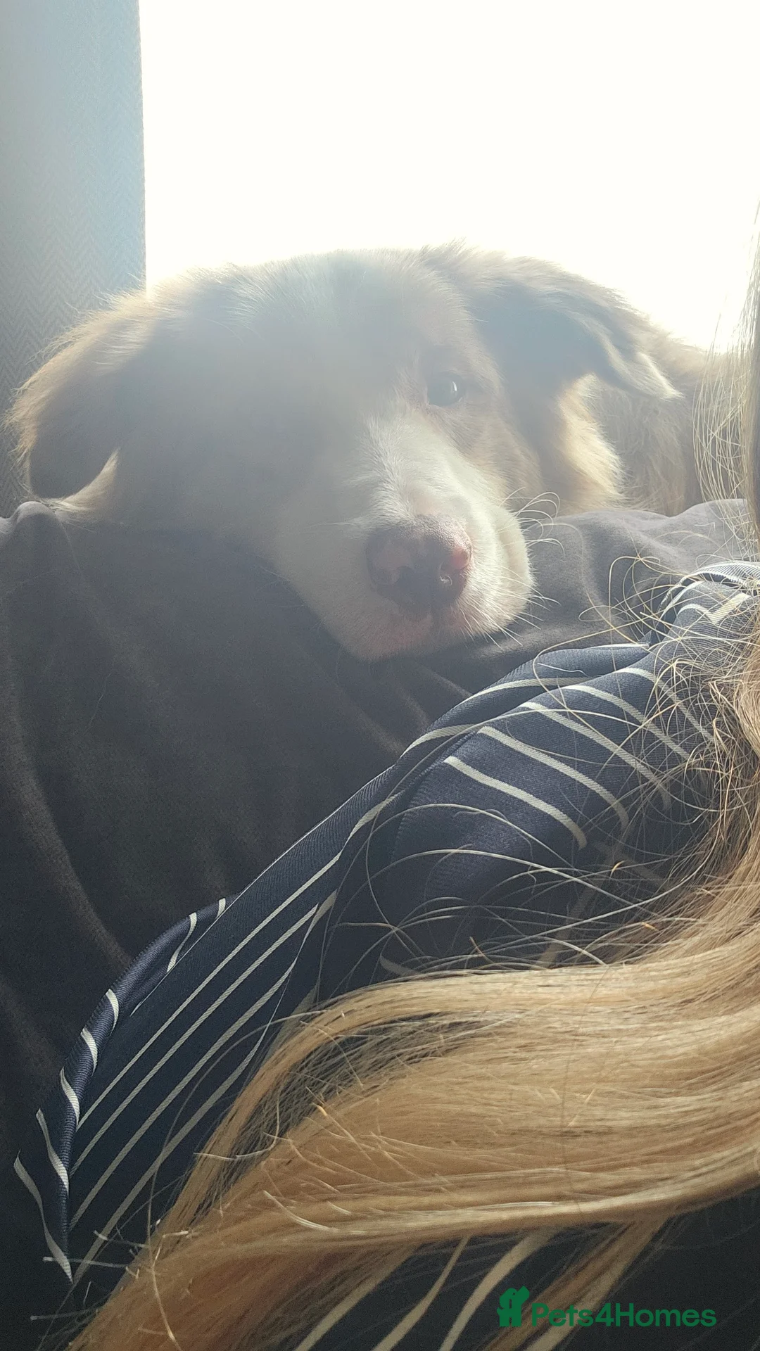 Border Collie dogs for stud: Red Merle Border Collie for STUD - Advert 3