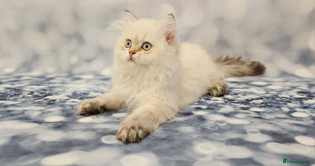 British Longhair cats for sale: Excellent Scottish straight Highland Kittens - Image 10