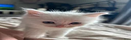 Ragdoll cats for sale: Beautiful cuddle Ragdoll girl kitten  in Canvey Island - Advert 1