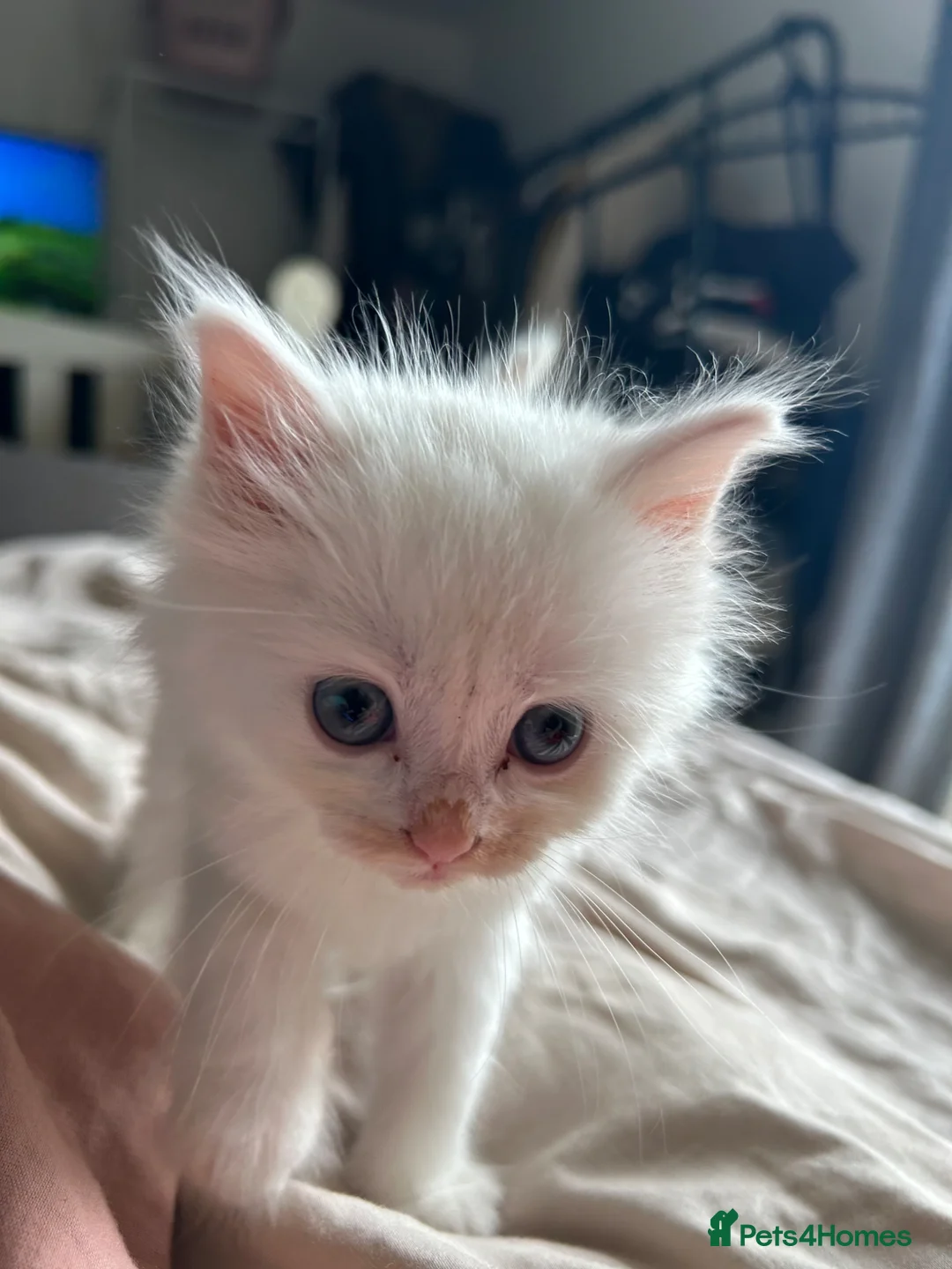 Ragdoll cats for sale: Beautiful cuddle Ragdoll girl kitten  in Canvey Island - Advert 1