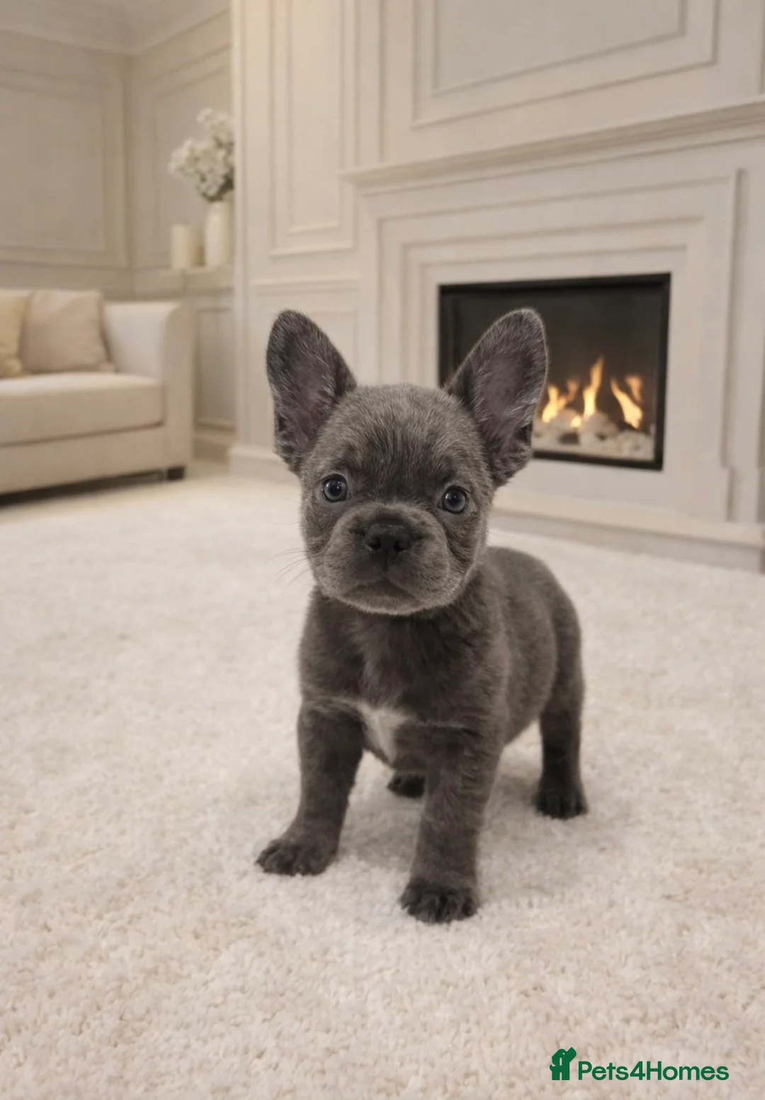 French Bulldog dogs for sale: Fluffy french bulldogs  - Advert 2