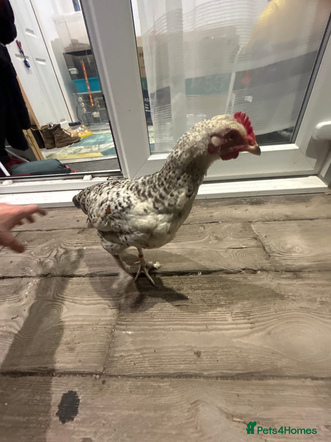 Chickens poultry for sale: Chicken for sale  - Image 1