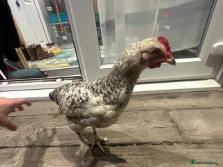 Chickens poultry - Advert 33