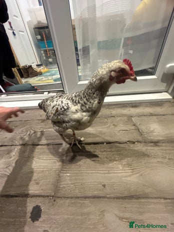 Chickens poultry - Advert 15