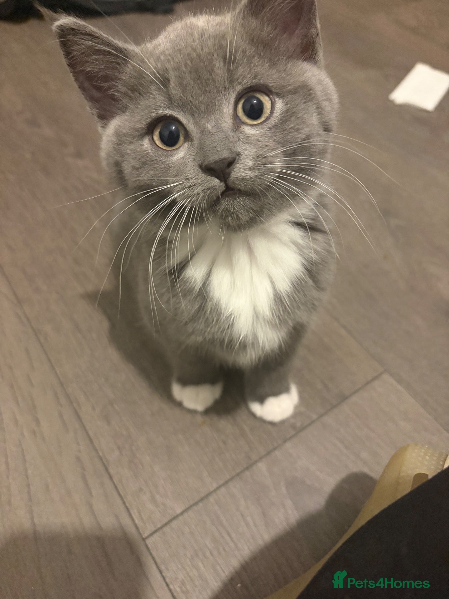 British Shorthair cats for sale: 5 beautiful BSH x Ragdoll kittens  - Advert 1