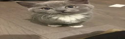 British Shorthair cats for sale: 5 beautiful BSH x Ragdoll kittens  - Advert 1