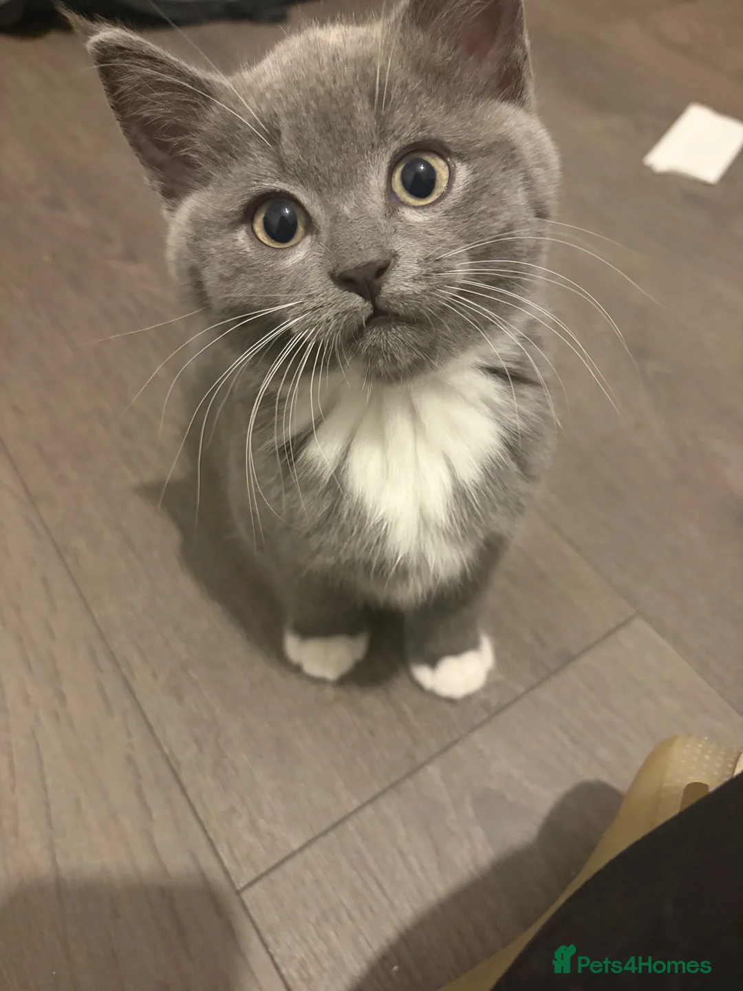 British Shorthair cats for sale: 5 beautiful BSH x Ragdoll kittens  - Advert 1
