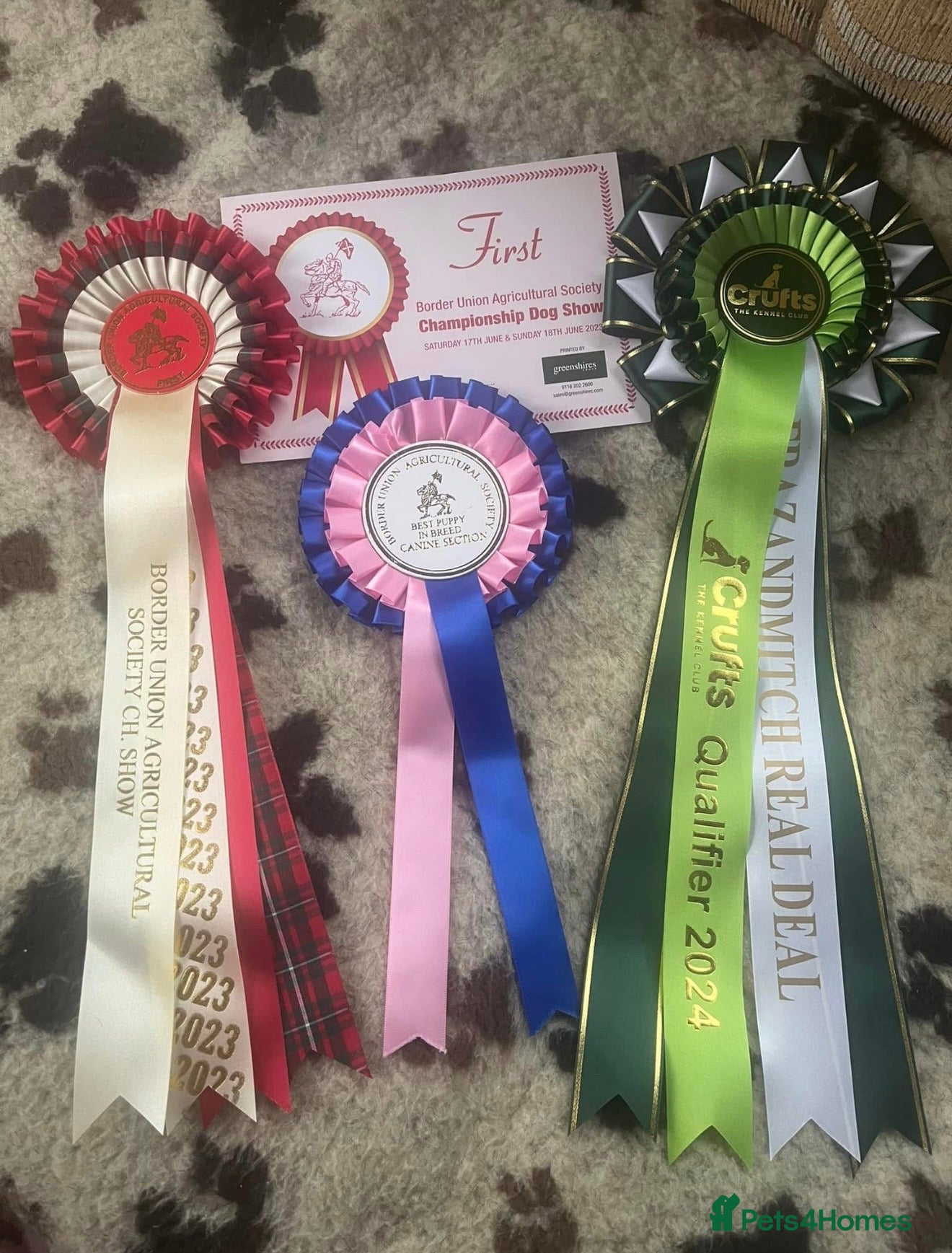 West Highland Terrier dogs KC West Highland Terriers 🧬 Health tested Parents - Advert 2