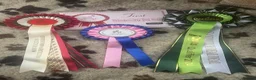 West Highland Terrier dogs for sale: KC West Highland Terriers 🧬 Health tested Parents - Advert 2