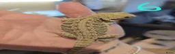 Bearded Dragon reptiles for sale: Baby bearded dragons - Advert 6